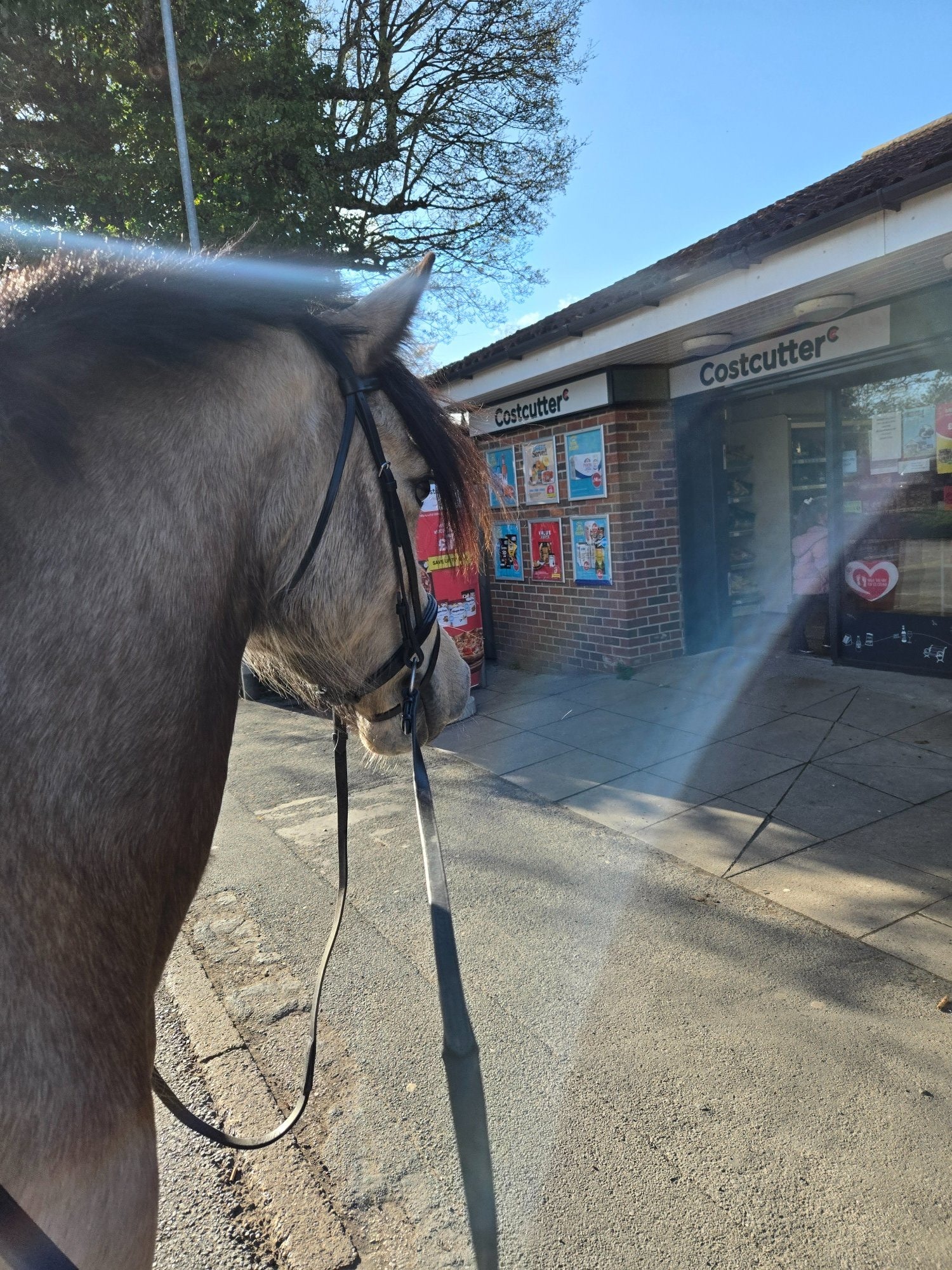 "Baily" Dun Mare All Rounder - Horses in York