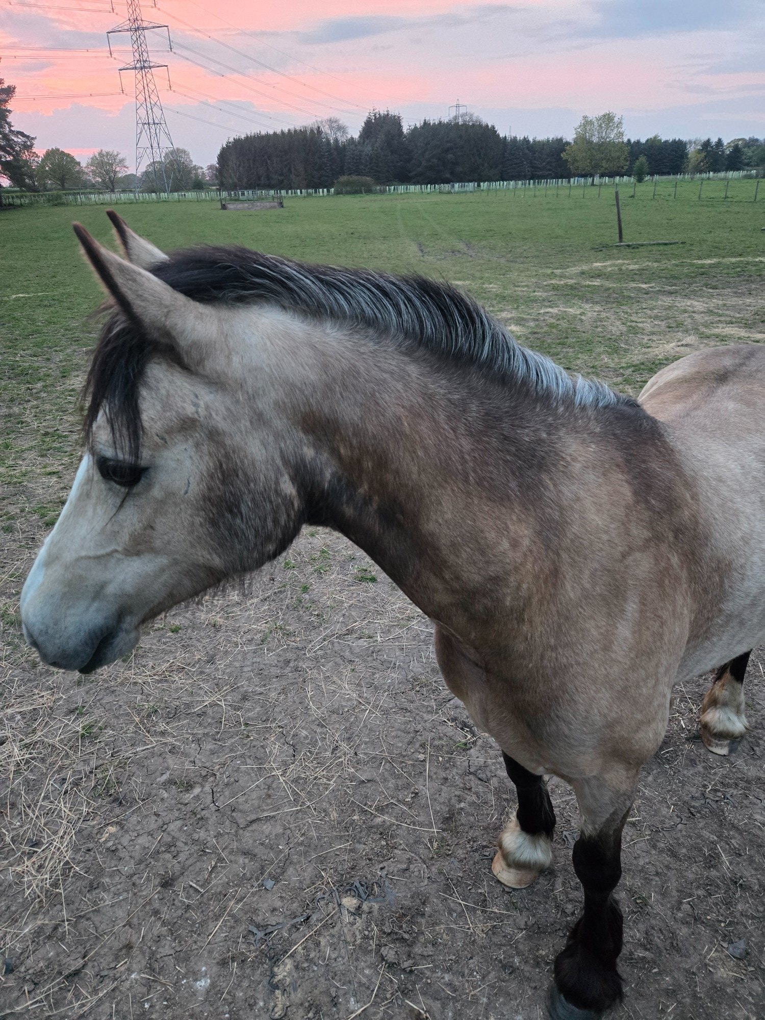 "Baily" Dun Mare All Rounder - Horses