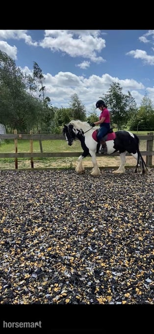 "Puzzle" Piebald Mare All Rounder