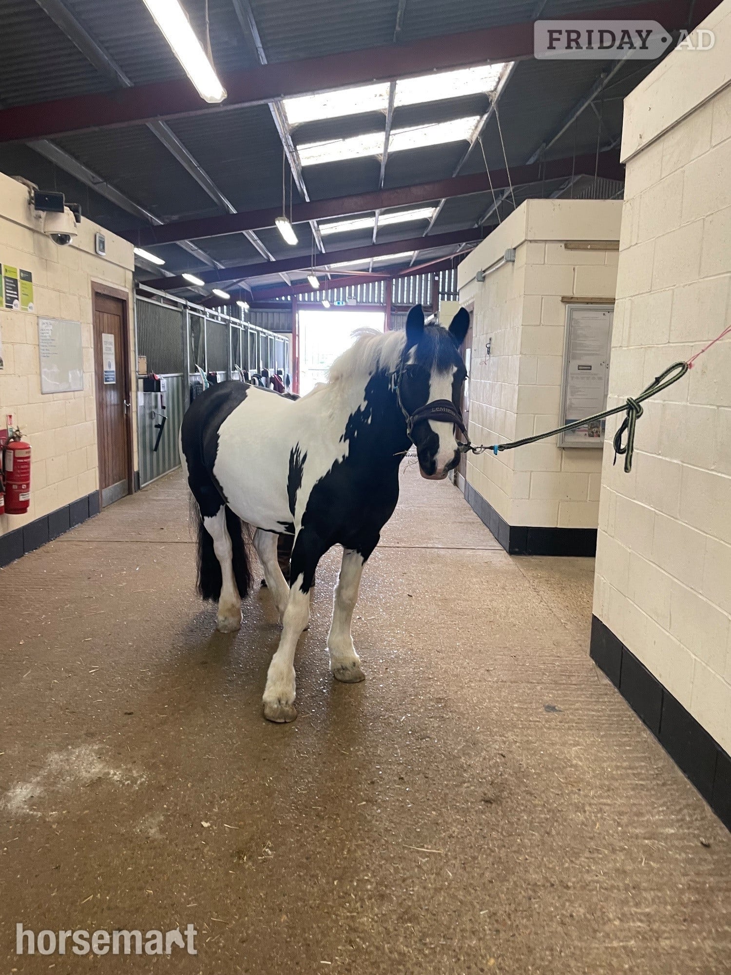 Charsfield "Puzzle" Piebald Mare All Rounder