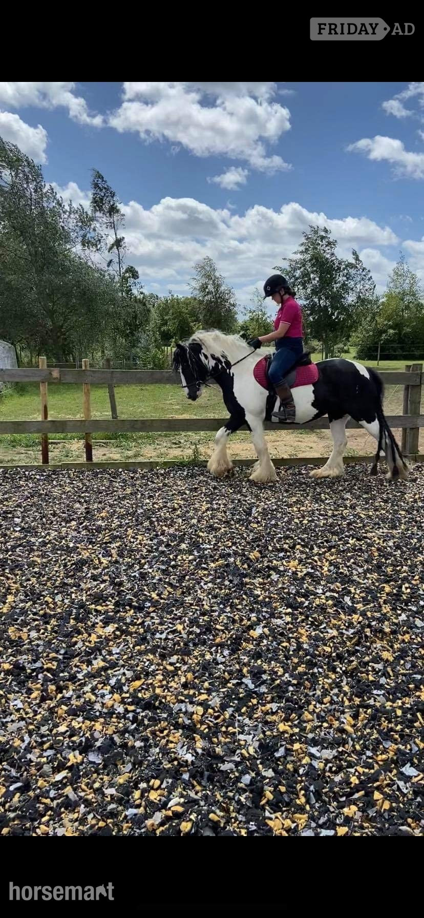 "Puzzle" Piebald Mare All Rounder in Charsfield