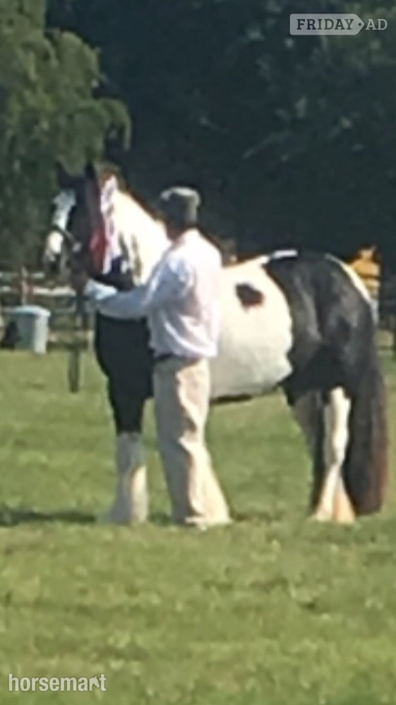 "Puzzle" Piebald Mare All Rounder - Horses in Charsfield