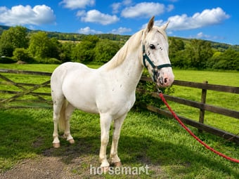 "Fenyx Rising" Few Spot Gelding Youngstock / Foal