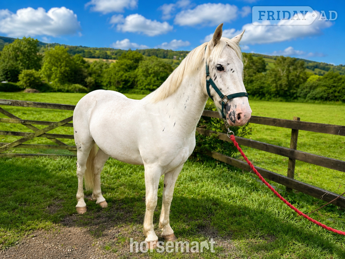 "Fenyx Rising" Few Spot Gelding Youngstock / Foal in Okehampton