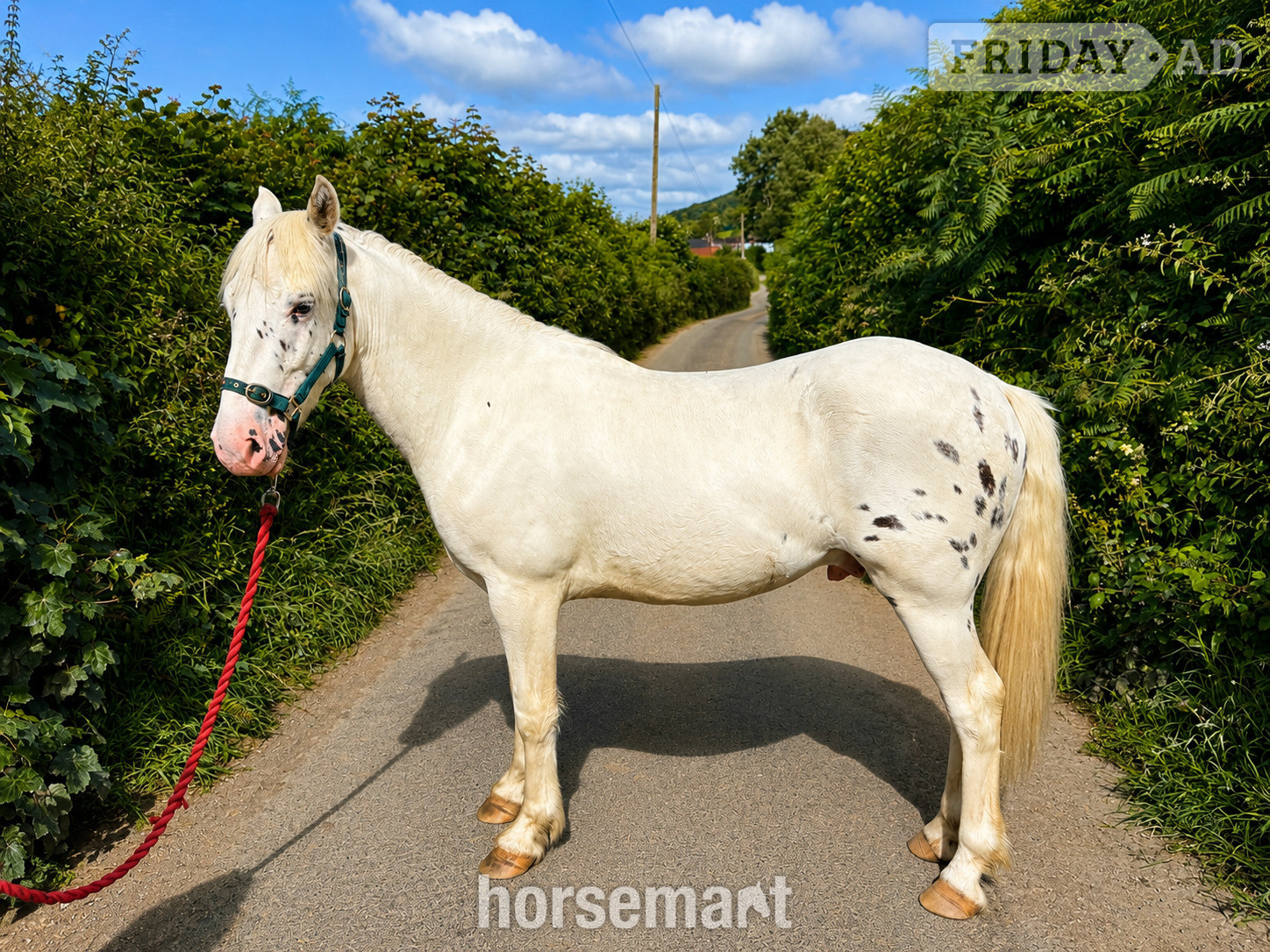"Fenyx Rising" Few Spot Gelding Youngstock / Foal