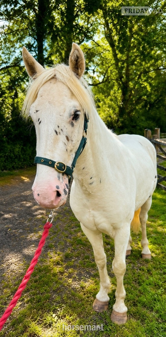 Okehampton "Fenyx Rising" Few Spot Gelding Youngstock / Foal