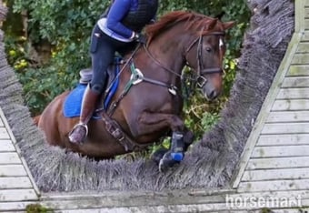 "San Francisco " Liver Chestnut Mare All Rounder