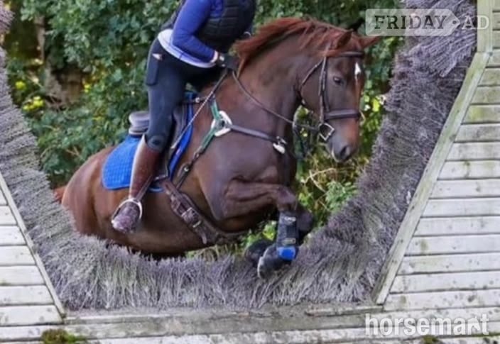 "San Francisco " Liver Chestnut Mare All Rounder in Durham
