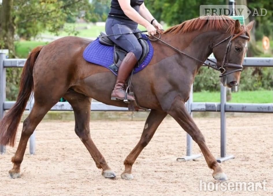 "San Francisco " Liver Chestnut Mare All Rounder