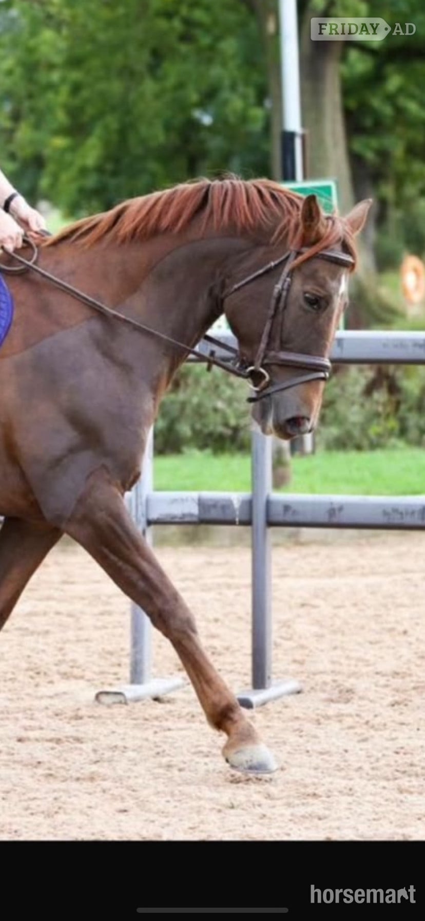 Durham "San Francisco " Liver Chestnut Mare All Rounder