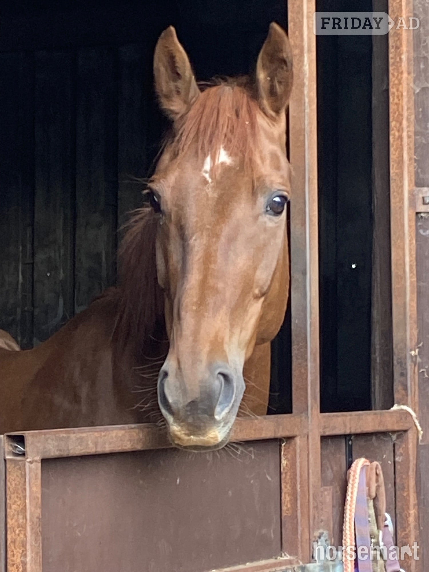 "San Francisco " Liver Chestnut Mare All Rounder - Horses in Durham