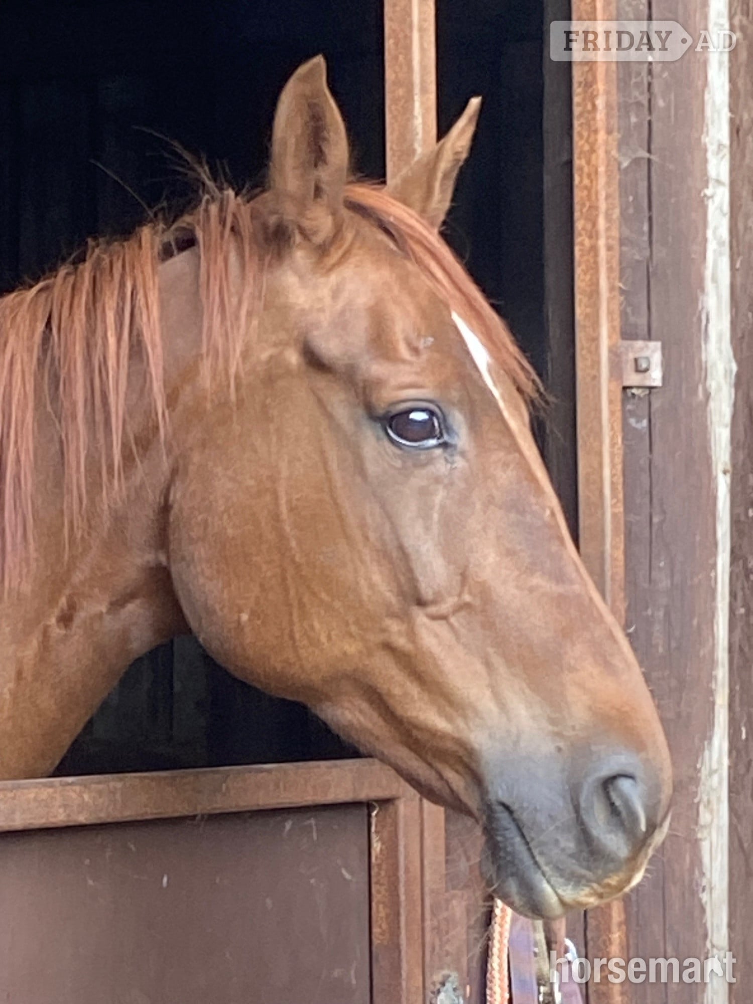 "San Francisco " Liver Chestnut Mare All Rounder - Horses