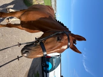 "Finley " Leopard Spot Gelding All Rounder