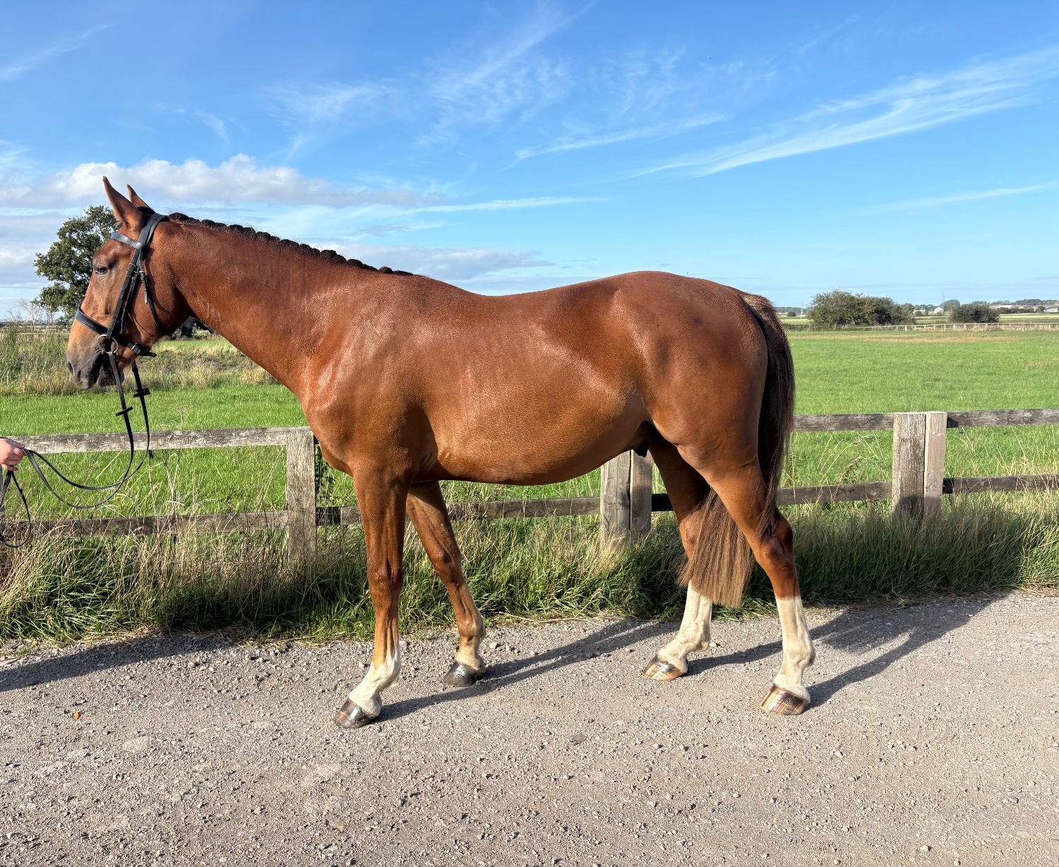 "Finley " Leopard Spot Gelding All Rounder