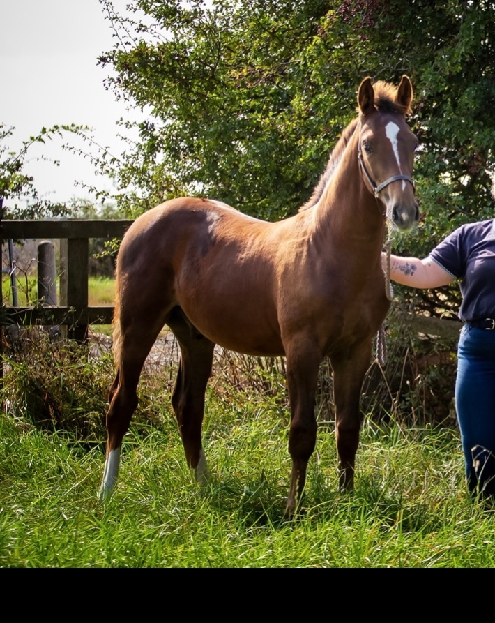 Beverley "Finley " Leopard Spot Gelding All Rounder