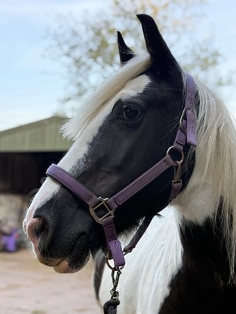 "Ivy"  Mare Happy Hacker