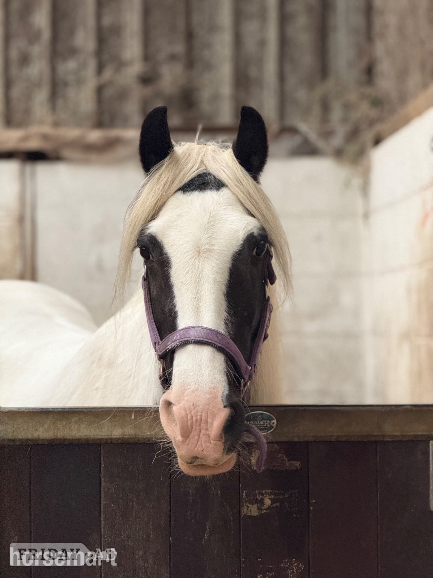 "Ivy"  Mare Happy Hacker