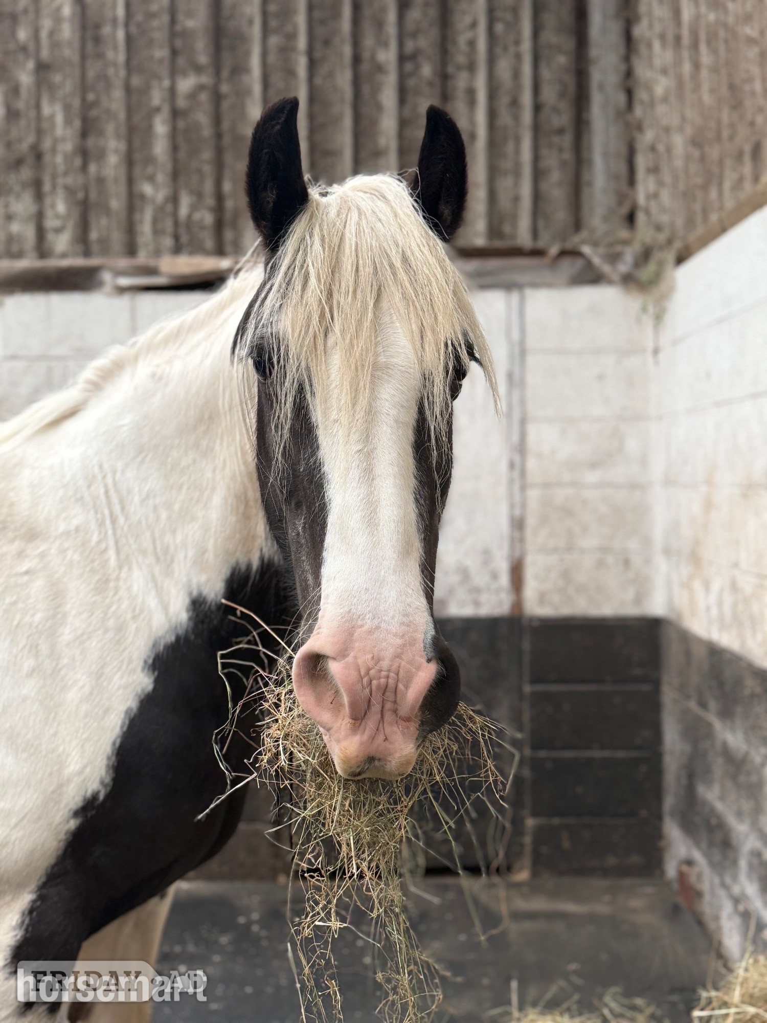 Burntwood "Ivy"  Mare Happy Hacker