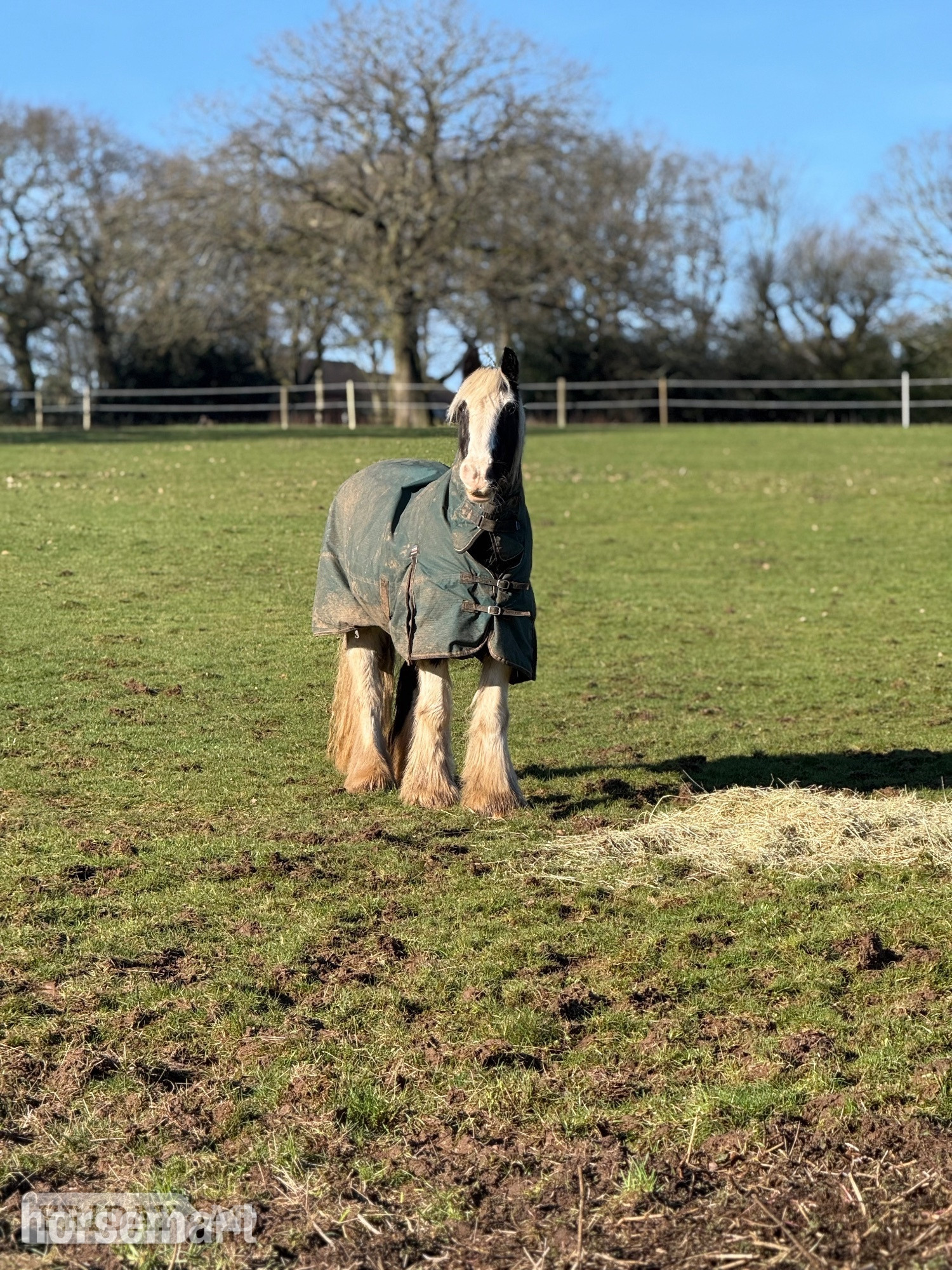 "Ivy"  Mare Happy Hacker - Horses in Burntwood