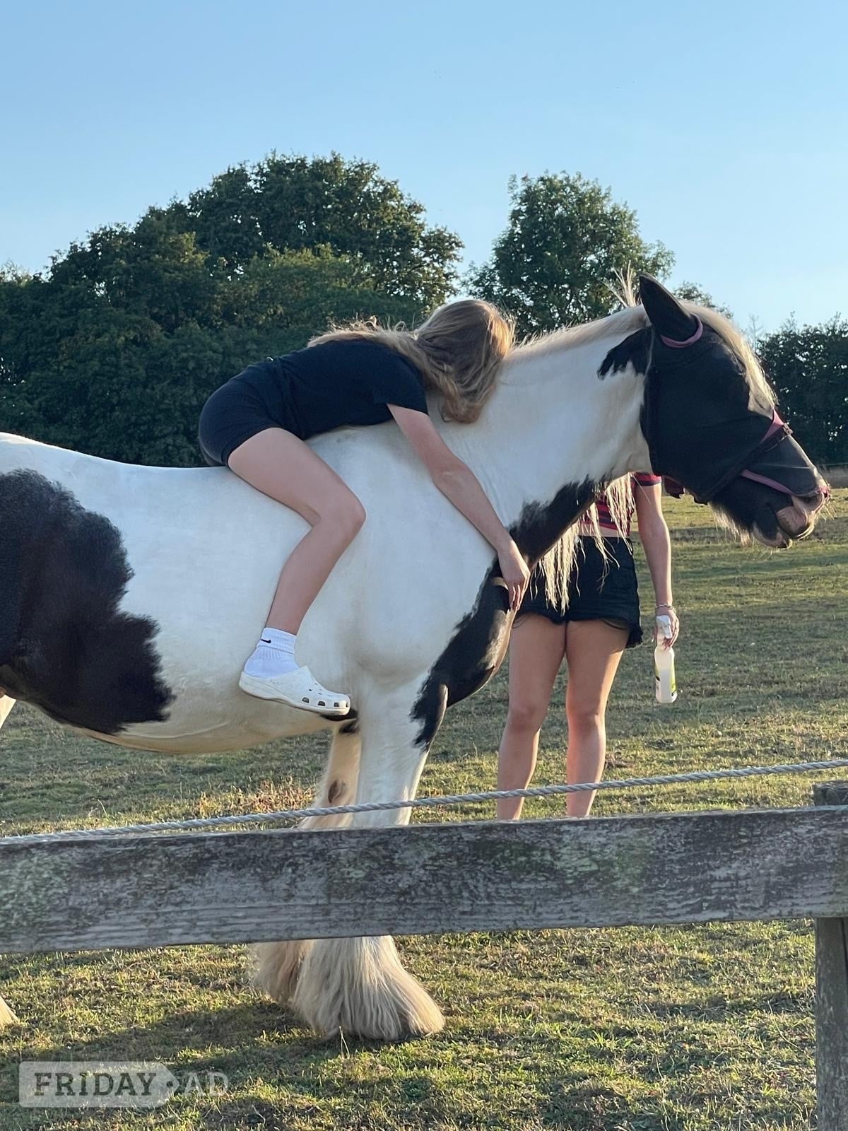 "Ivy"  Mare Happy Hacker - Horses