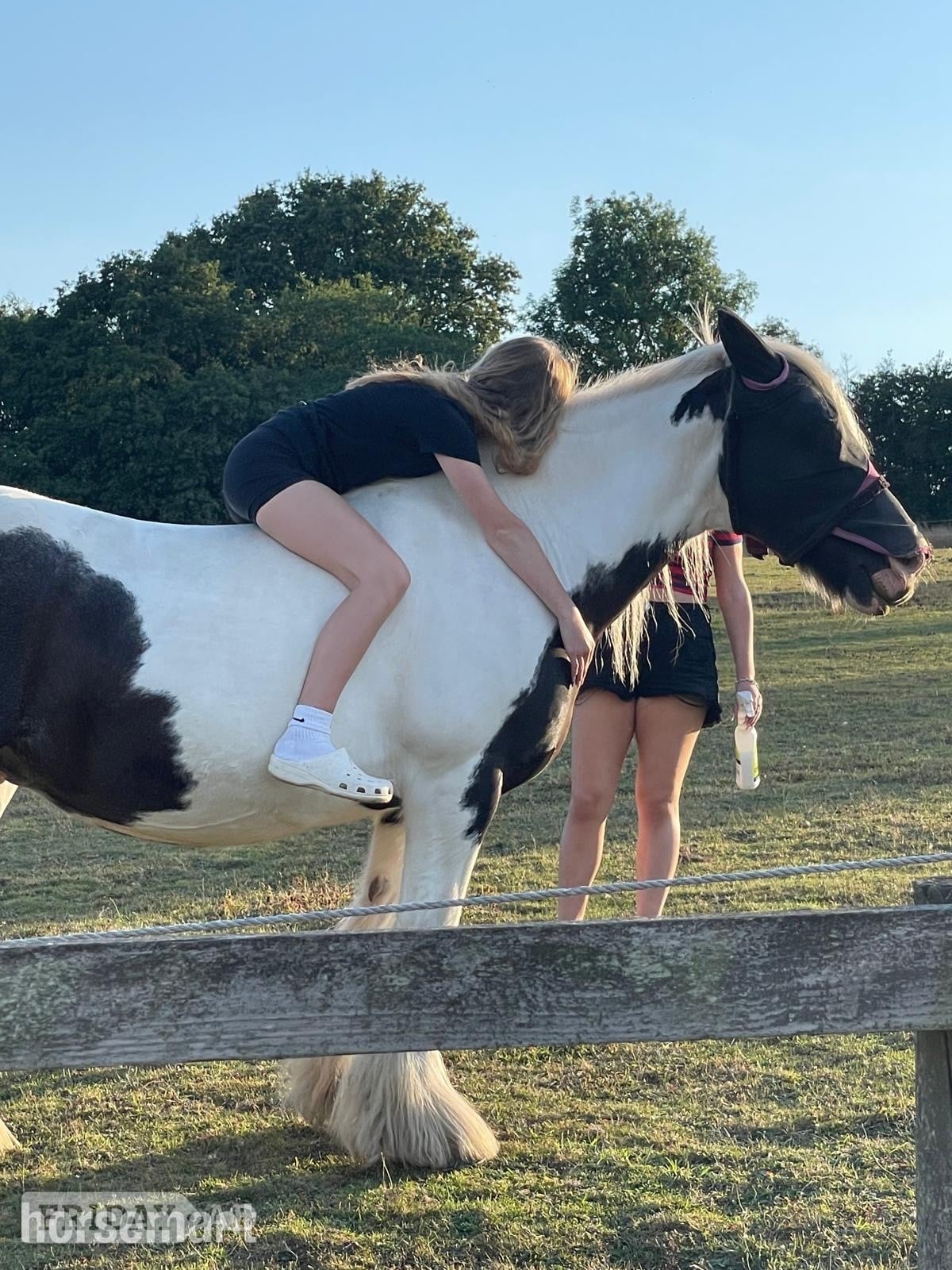 "Ivy"  Mare Happy Hacker - 
