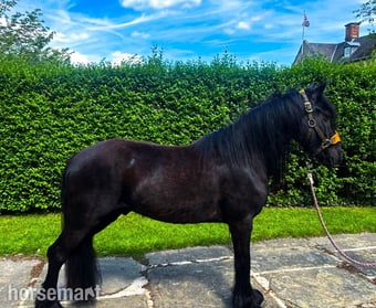 "Holling harvey" Black Gelding Project Horse