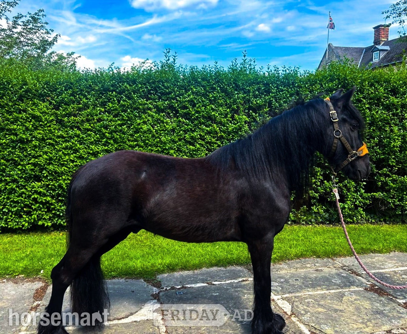 "Holling harvey" Black Gelding Project Horse in Sheffield