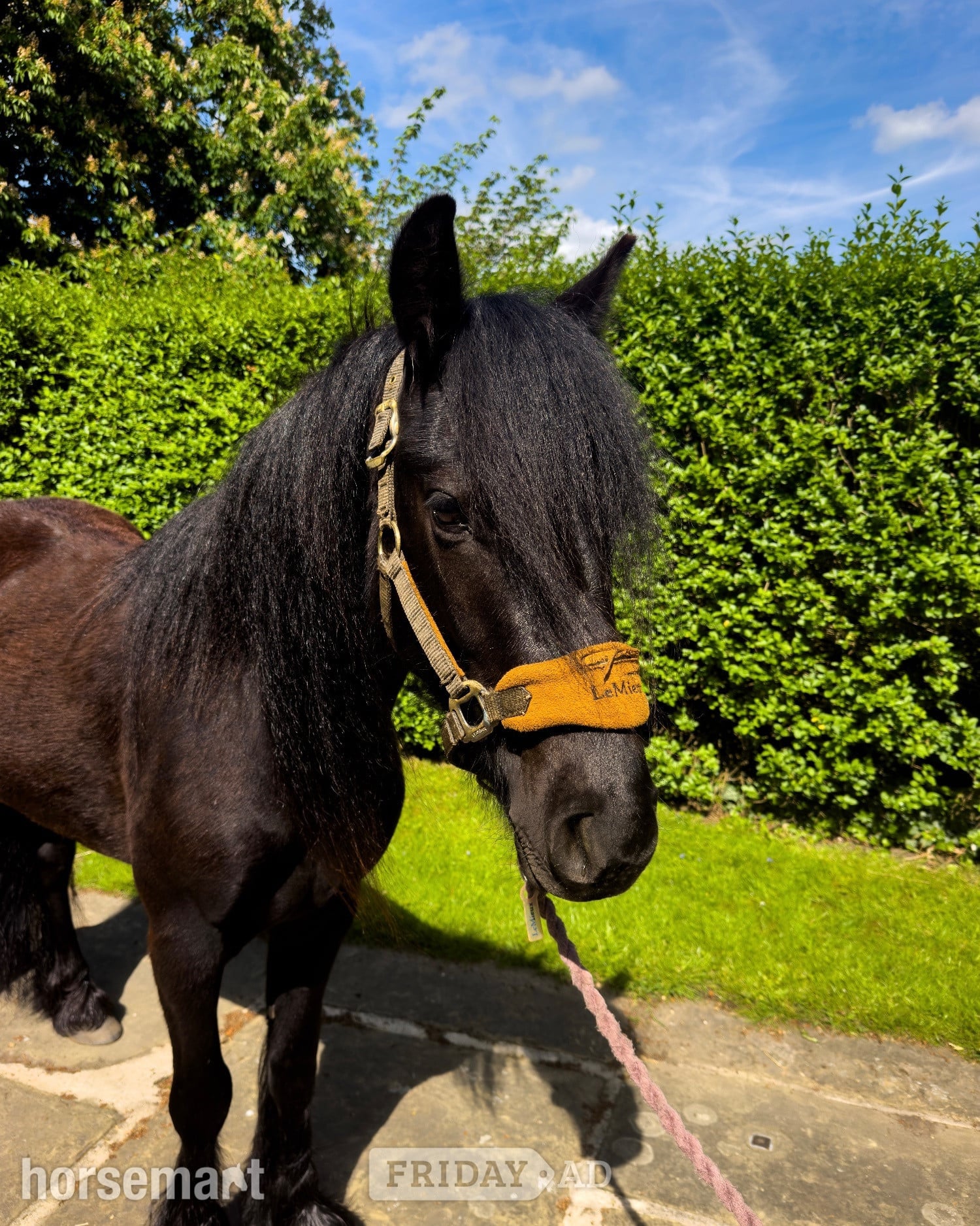 "Holling harvey" Black Gelding Project Horse