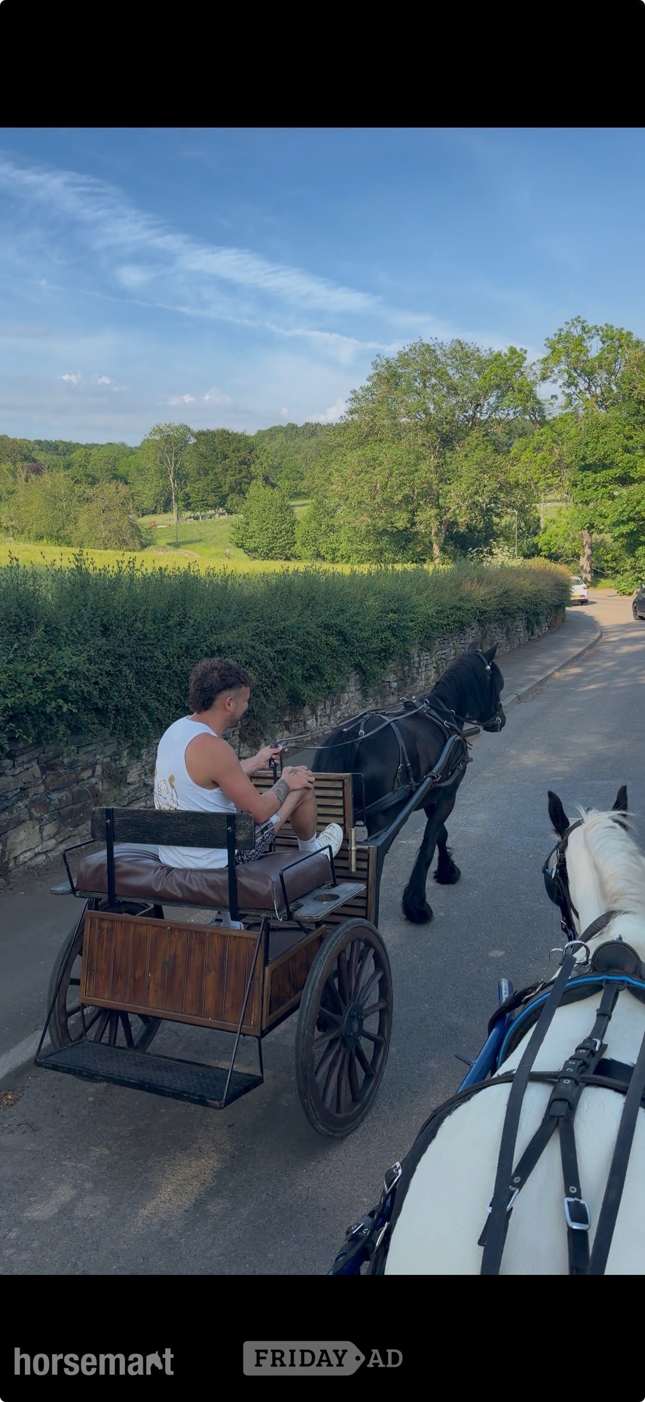 Sheffield "Holling harvey" Black Gelding Project Horse
