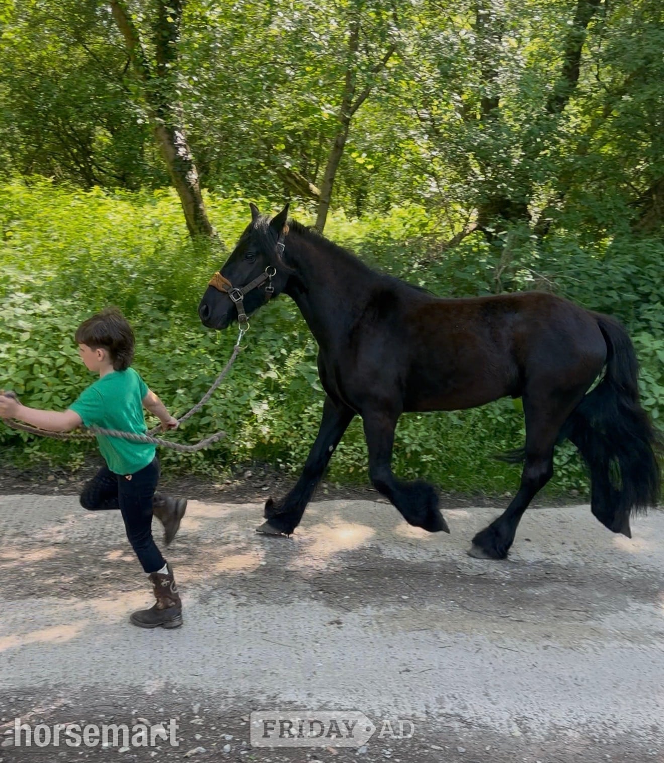 "Holling harvey" Black Gelding Project Horse -  in Sheffield