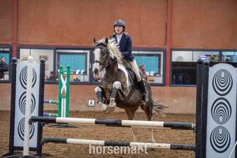 "Muirdrum Cruz " Buckskin Stallion Stallion