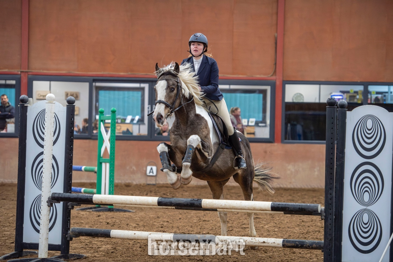 "Muirdrum Cruz " Buckskin Stallion Stallion in Ystrad Mynach