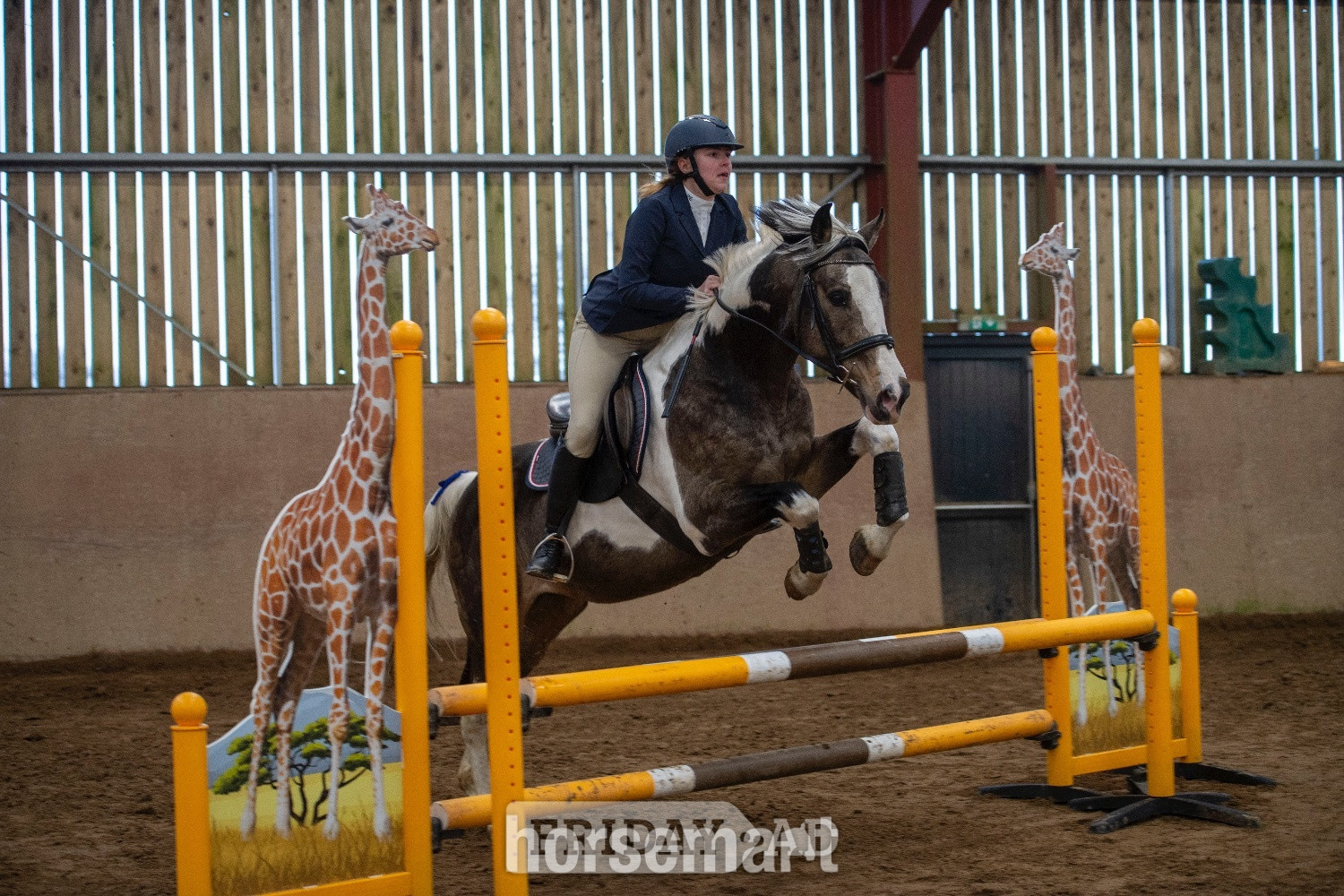 "Muirdrum Cruz " Buckskin Stallion Stallion
