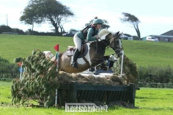 Ystrad Mynach "Muirdrum Cruz " Buckskin Stallion Stallion
