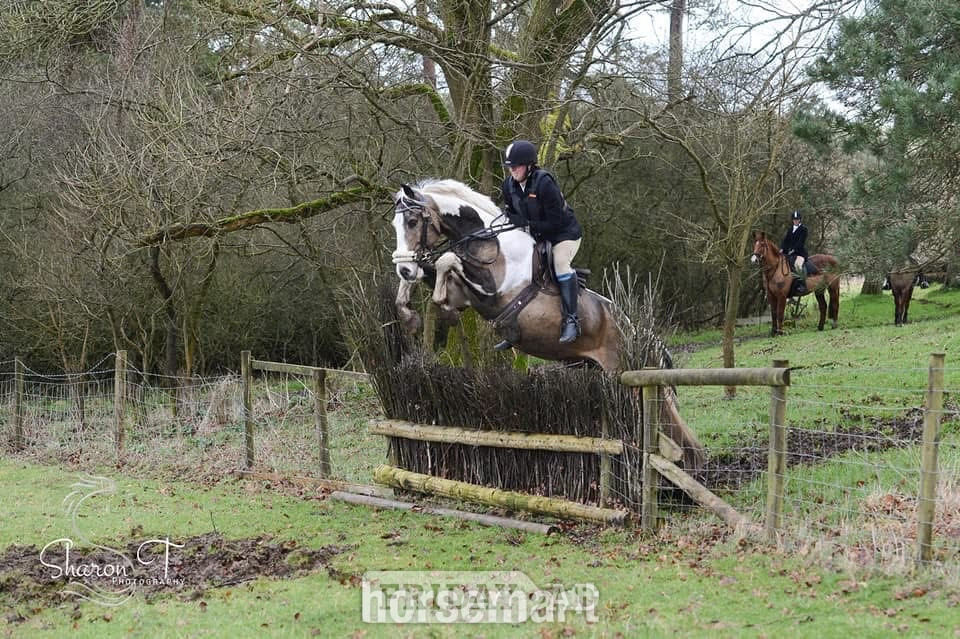 "Muirdrum Cruz " Buckskin Stallion Stallion - Horses in Ystrad Mynach