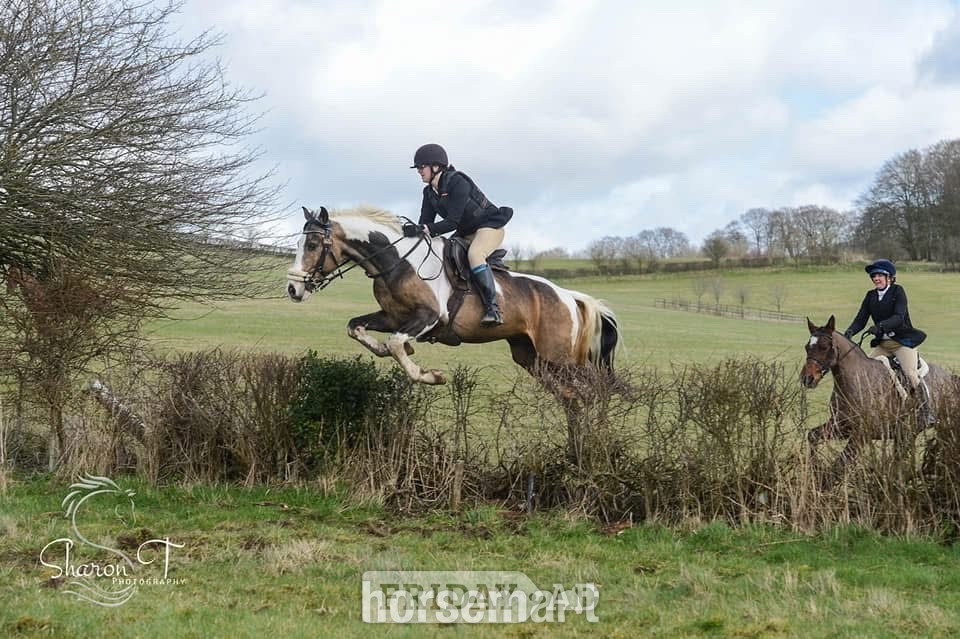 "Muirdrum Cruz " Buckskin Stallion Stallion - Horses