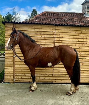 "Aurora " Bay Mare All Rounder