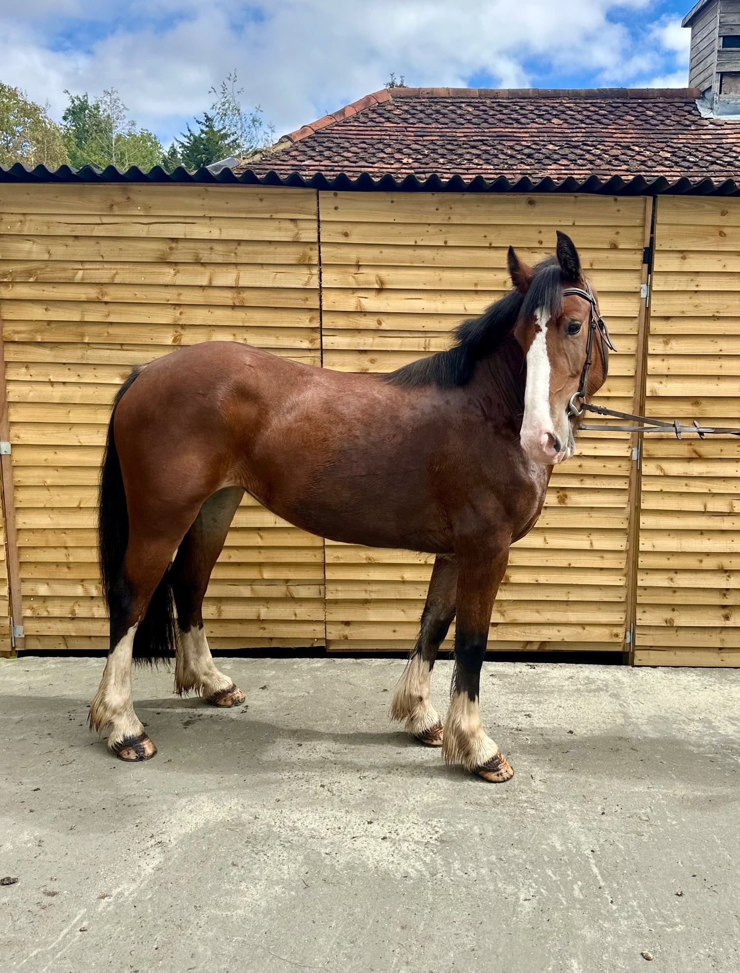 "Aurora " Bay Mare All Rounder