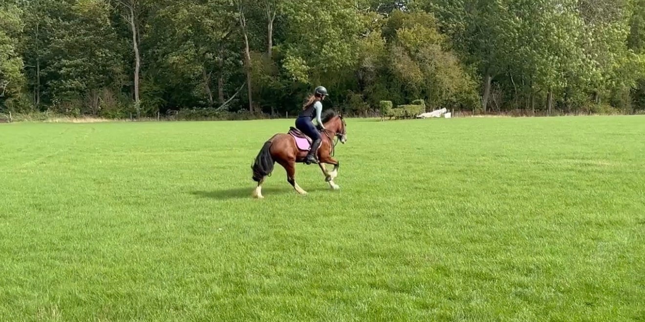 Hertford "Aurora " Bay Mare All Rounder