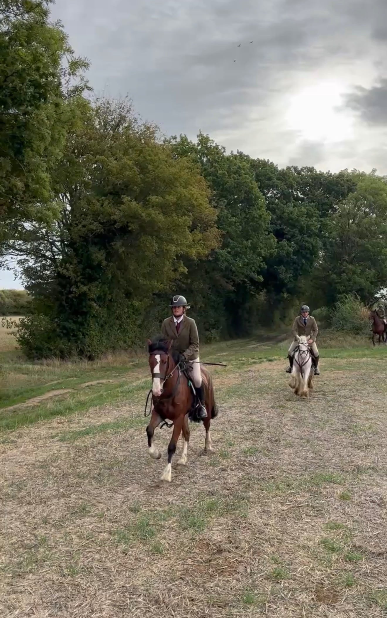 "Aurora " Bay Mare All Rounder - Horses in Hertford
