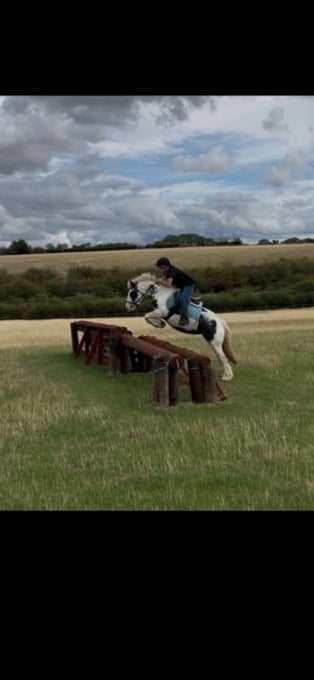 "Solar" Coloured Mare Pony Club Pony