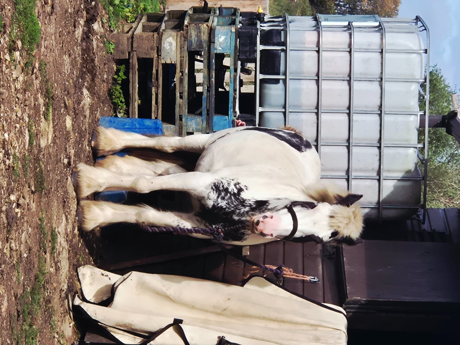 "Solar" Coloured Mare Pony Club Pony