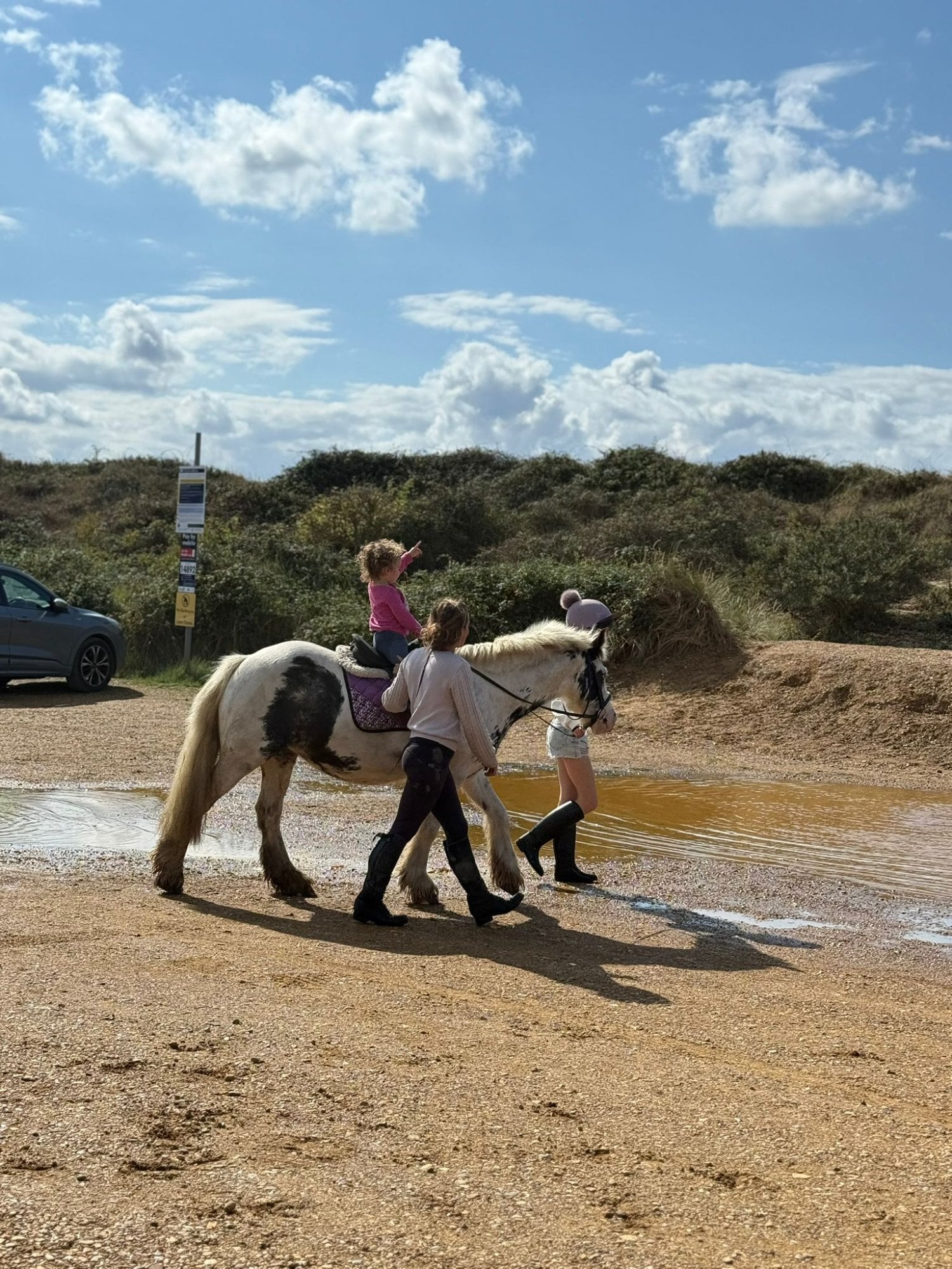 Peterborough "Solar" Coloured Mare Pony Club Pony