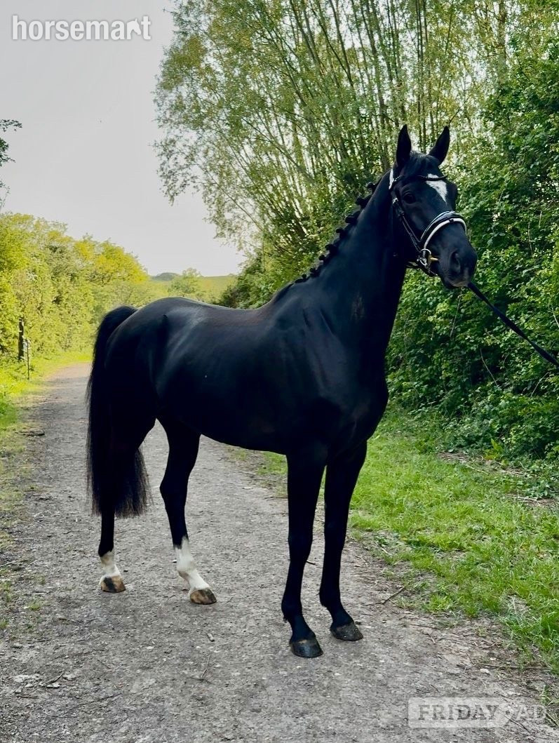 "S" Black Gelding Dressage Horse in Cardiff