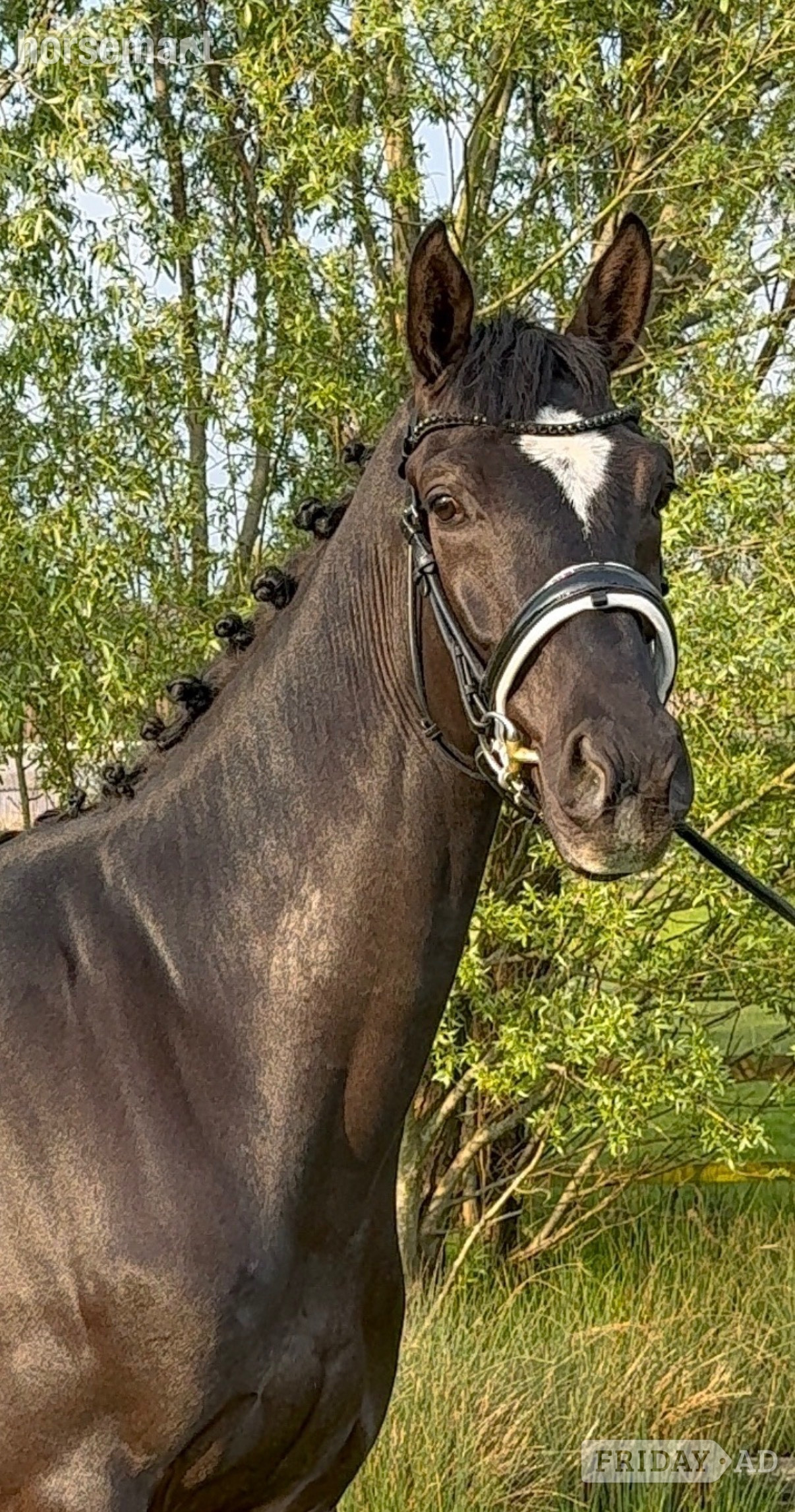 "S" Black Gelding Dressage Horse
