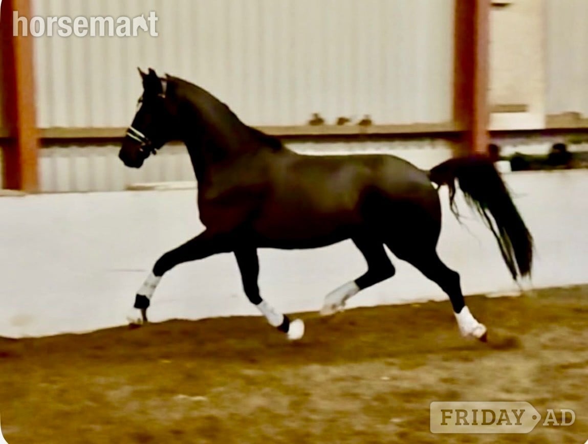 Cardiff "S" Black Gelding Dressage Horse