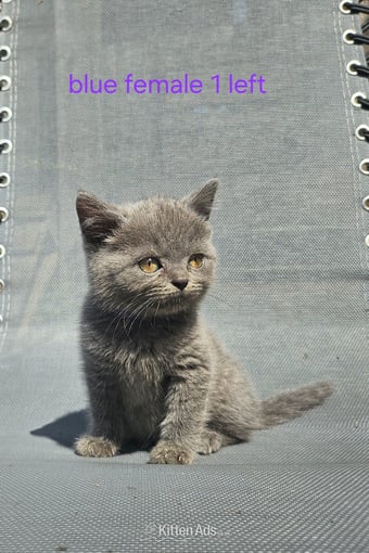 British blue shorthairs kittens full pedigree 