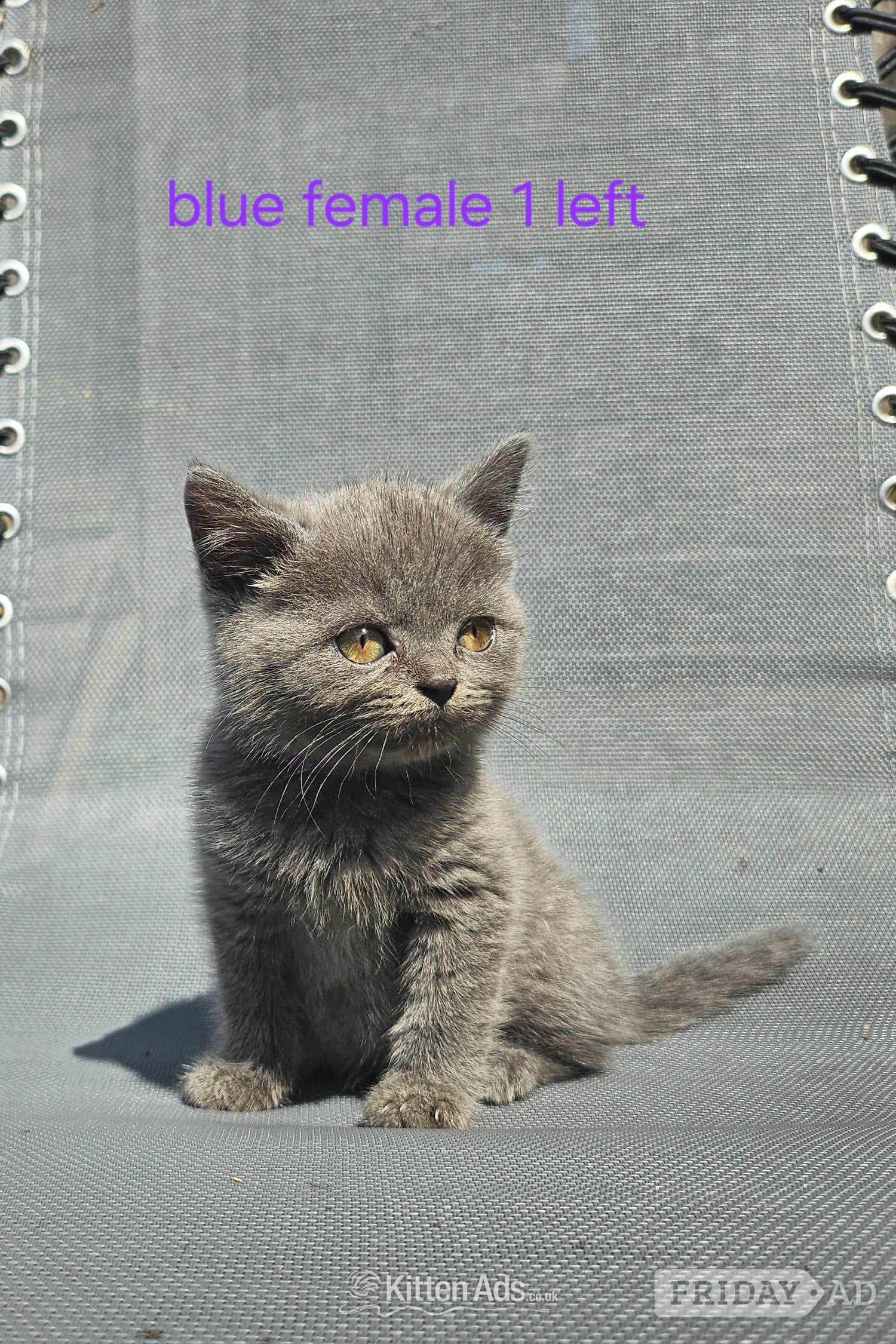 British blue shorthairs kittens full pedigree  in Swansea