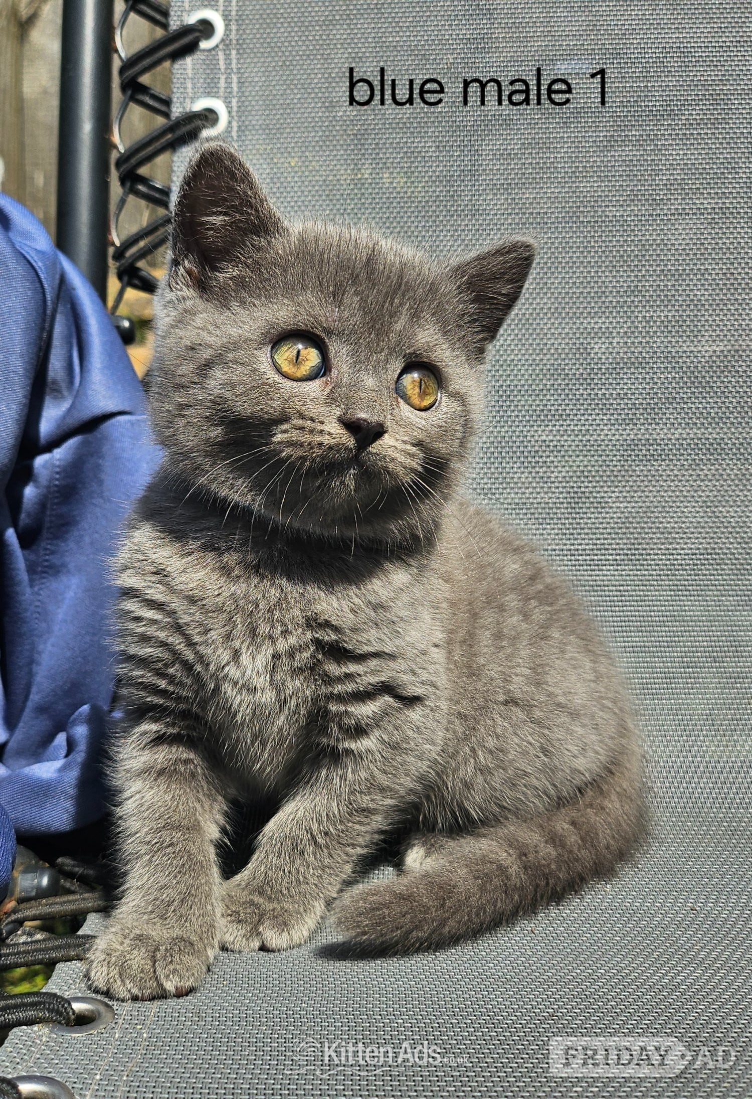 British blue shorthairs kittens full pedigree 