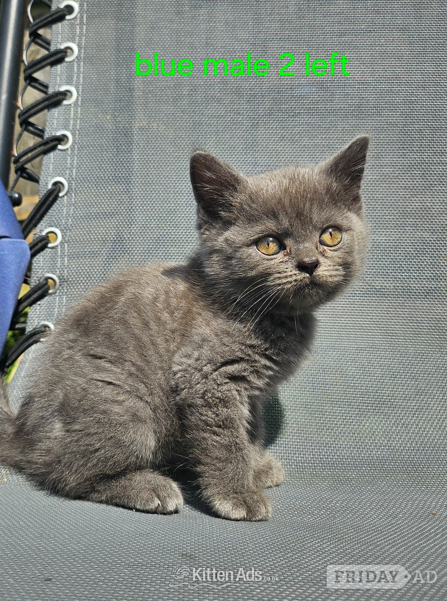 Swansea British blue shorthairs kittens full pedigree 